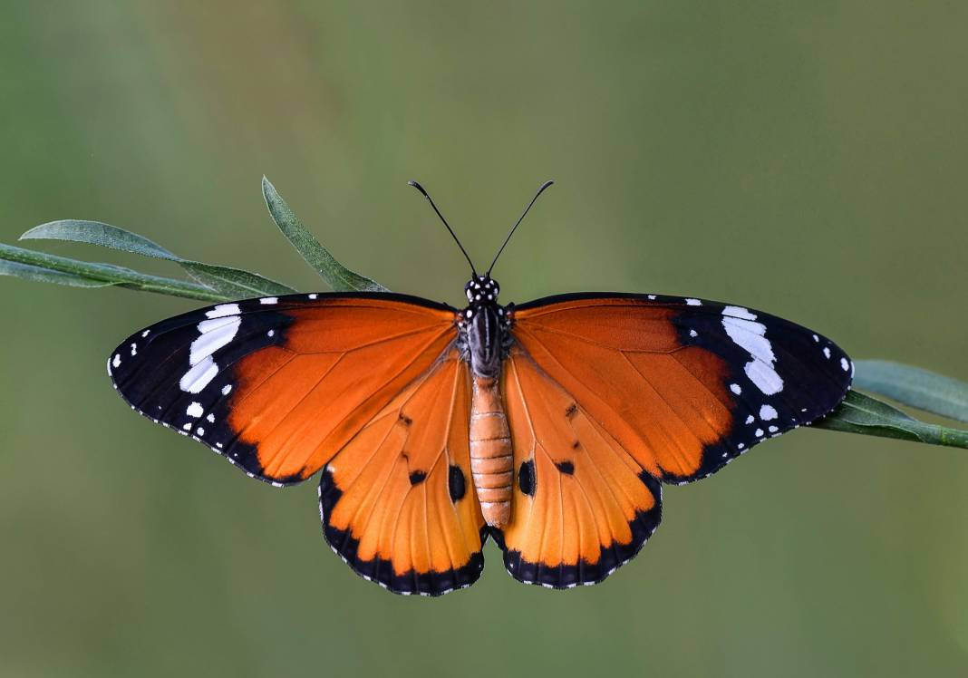 Sultan Kelebeği kendisini gösterdi! Meksika'dan Kanada'ya göç edebiliyor - Resim: 6